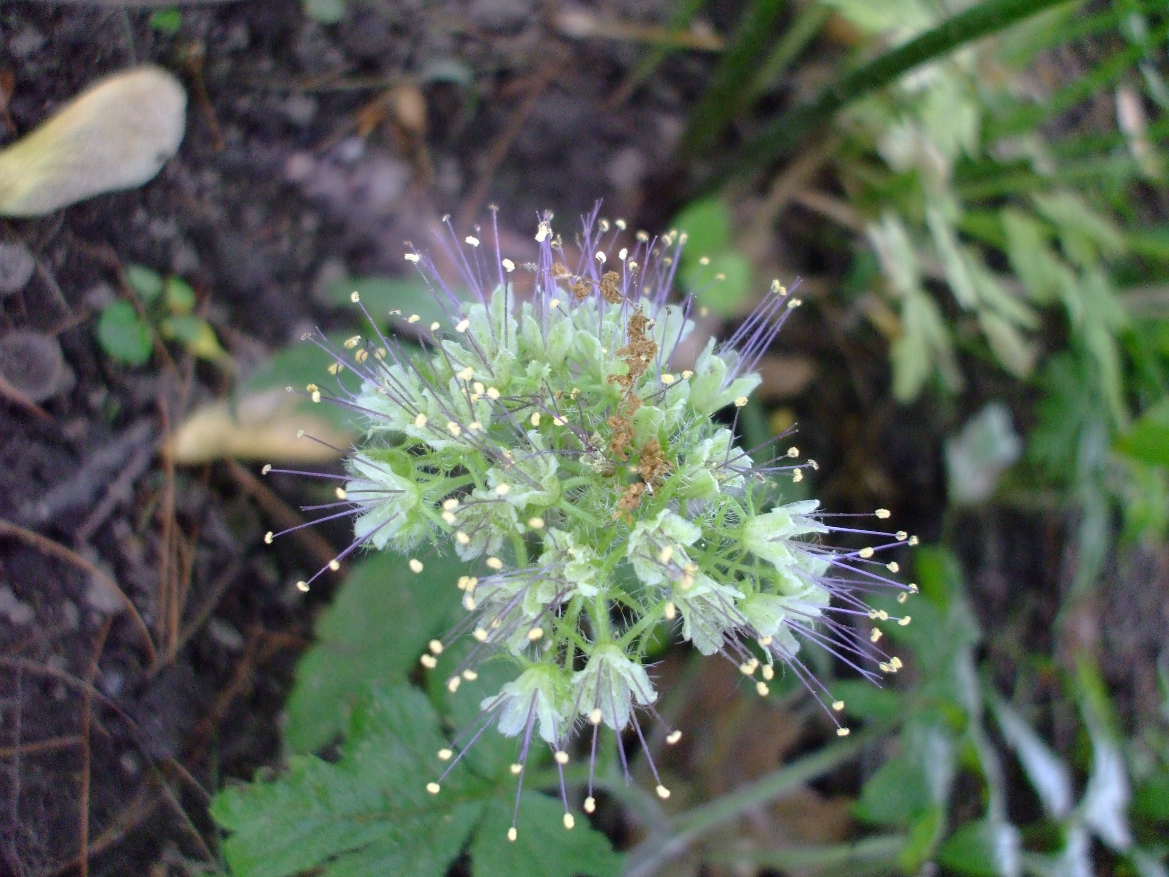 Hydrophyllum tenuipes